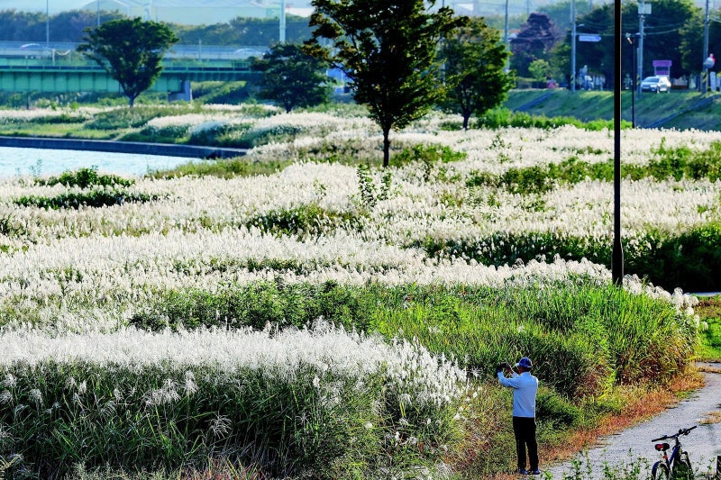 출렁이는 포항 형산강변 갈대밭