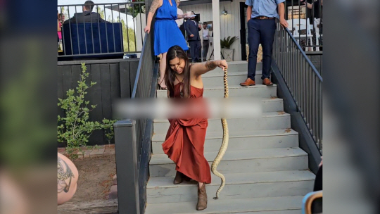 첨부용-결혼식에나타난뱀맨손으로집어퇴치한미국여성 결혼식에 나타난 뱀을 맨손으로 퇴치하고 있는 미국 여성. 뉴시스