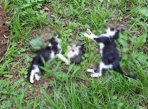 <b>인천</b> 공터서 머리 잘린 새끼<b>고양이</b> 사체 발견…경찰 CCTV 분석