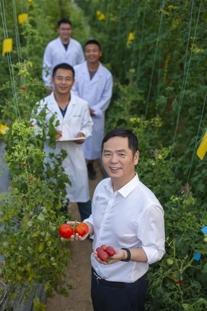 “감자 조상은 900만년전 야생 토마토”