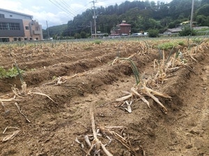 “90평생 이런 가뭄 처음… 누렇게 죽은 대  파밭 포기”