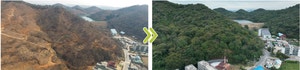 모두 베었다, 품종도 바꿨다… 앓던 숲이 살아났다