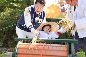 벼 베고 탈곡하고… 도심에서 느끼는 수확의 기쁨