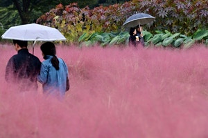 핑크빛 가을정��취