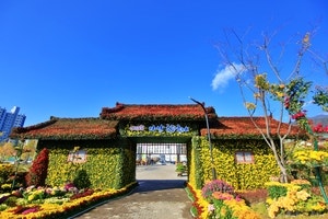 눈부신 꽃길 걷고, 화려한 불꽃 보고… 도심 물들인 ‘국화 대향연’[로컬인사이드]