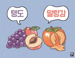 ‘탱도’와 ‘말랑감’[한성우 교수의 맛의 말, 말의 맛]