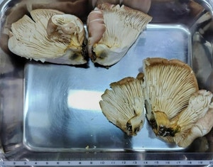 "표고버섯이네요. 드세요" AI만 믿고 독버섯 먹은 70대 응급실행