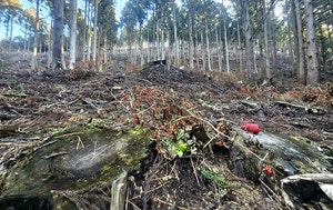 더불어 사는   숲… 베어내야 ‘같이’ 산다[도시풍경]