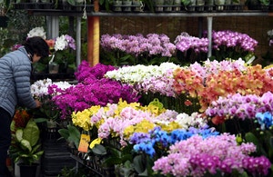 입춘 맞춰 활짝