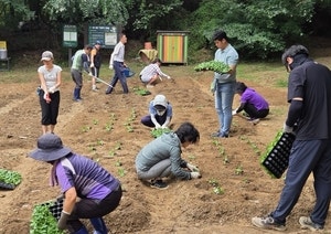 광진 ‘자투리텃밭’ 확대… 광장동 등 660구획 분양[서울인사이드]