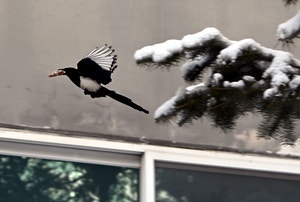 까치야! 올해는 좋은 소식 부탁해~[도시풍경]