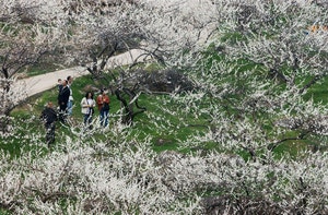 광양엔 ‘새하얀 꽃보라’… 구례엔 ‘노란 꽃멀미’