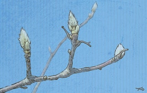 목련 꽃눈을 보면서[유희경의 시:선(詩:選)]