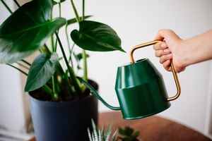 식물은 말을 못한다? 화학물질로 정보소통[김규회의 뒤집어보는 상식]