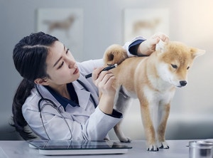 “주인님, 요즘 펫보험 좋댕”… 사람처럼 평생보장·장례비 특약
