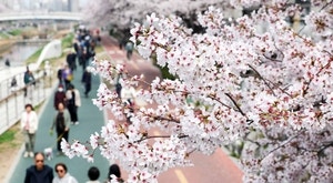 벚꽃은 약해서 빨리 진다? 생존율 높이는 전략[김규회의 뒤집어보는 상식]