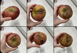 사과 좋아한다니까 썩은 사과를? 온라인 달군 시어머니 선물