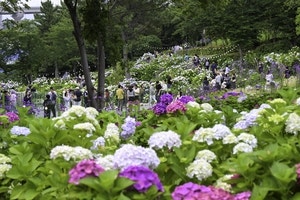 ‘울산 장생포 수국에 취했다’…16만여명, 90만송이 ‘오색수국공정원’에서 힐링 만끽