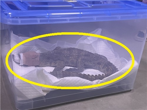 ‘여주 멸종위기 악어, 어떻게 구입했나 보니’…주인 검거2