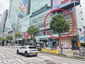 수종·노선별 맞춤형 개선… 마포구, 가로수 패션사업