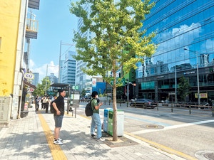 가로수 줄고 가지치기 늘어… 서울 곳곳 최악 땡볕