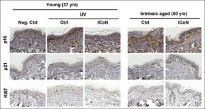 국제학술지에 ‘세포노화 개선’ 논문… R&D 경쟁력 입증