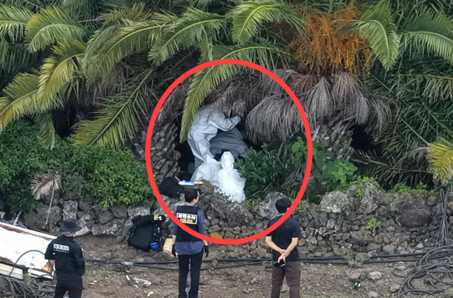 경찰이 24일 오전 제주시 한림읍 수원리의 야자수 농장에서 3개월 전 실종됐던 장미란 씨 시신을 발견해 현장 감식을 진행하고 있다. 연합뉴스
