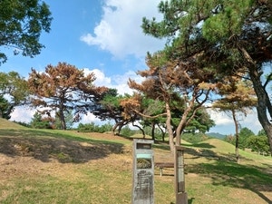 문화재 지키는 소나무들도 속절없이 말라 죽는다