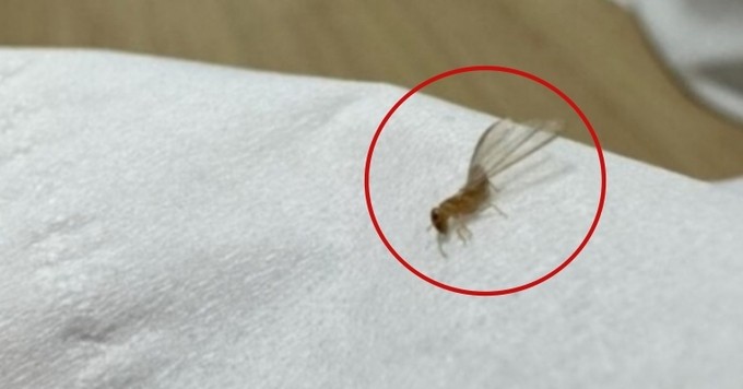 서울 도심 ‘발칵’ 뒤집어 놓은 ‘그 곤충’...외래종 흰개미 맞았다