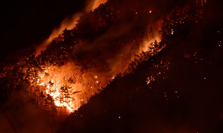 봉대산 불다람쥐 산불 방화 용의자로 적발