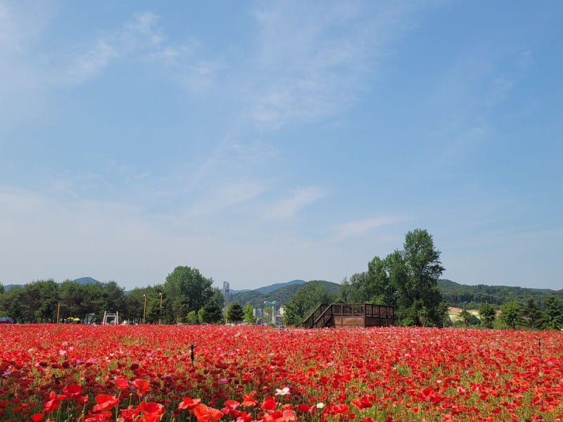 “이번 주말 꽃보러 갈까”… 경기북부 봄꽃 축제 활짝