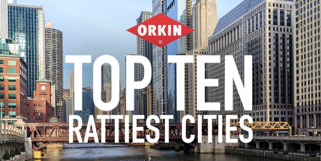 6년 연속 ‘쥐들의 천국’ 불명예 안은 미국의 이 도시