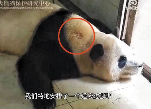 Video of the giant panda Fu Bao released by the Chinese authorities on the 25th. Panda fans from Korea and China pointed out the act of tying a leash around Fu Bao's neck in the breeding facility, where the fur was missing from her neck, questioning whether it was an act of mistreatment. /Social media of the Chinese Panda Conservation Research Center