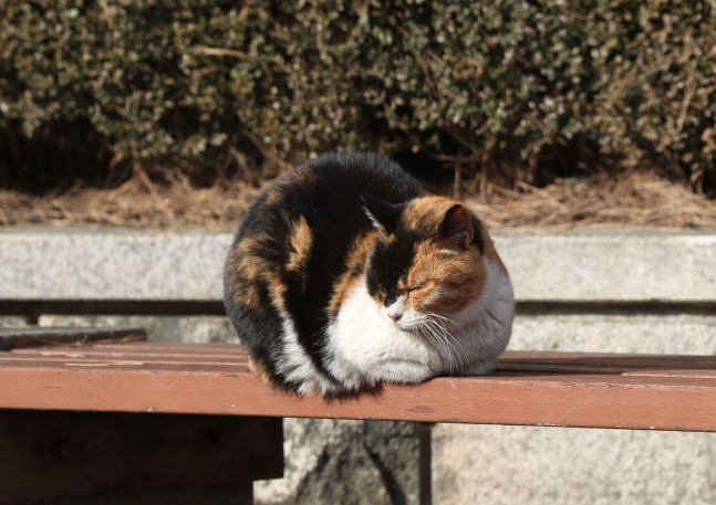 길고양이(사진은 기사 내용과 무관함) / 뉴스1 