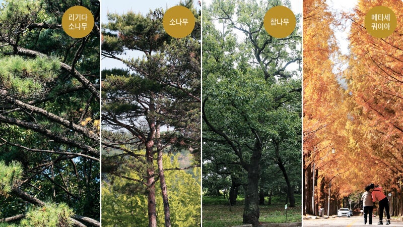 산업화땐 소나무, 요샌 탄소 먹는 붉가시나무