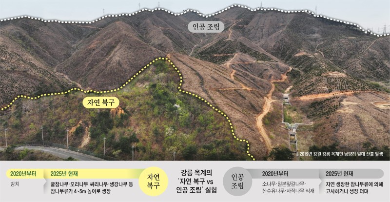 美 조림 원칙은 ‘Let it grow’… 호주·스페인도 자연 복원 우선