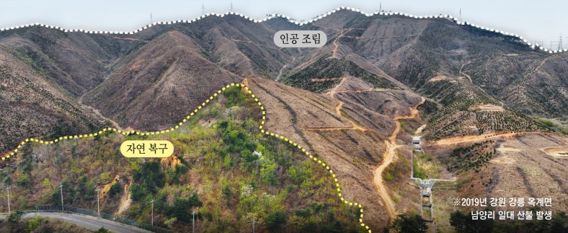 산불 복구는 어떻게… ‘강원 옥계의 실험’에 답이 있다