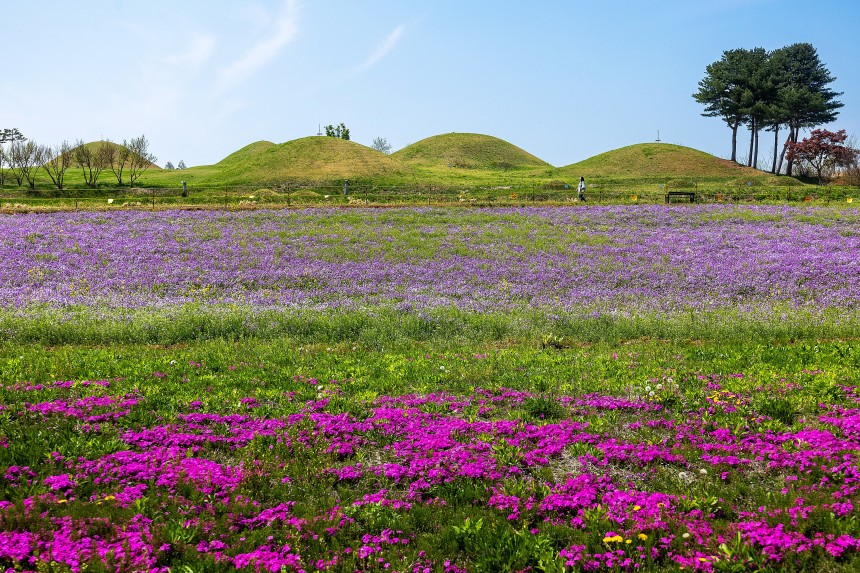 경북 산불로 곳곳이 타들어 갔지만 의성군 금성면 고분군 주변에는 봄꽃이 흐드러지게 피었다./ 양수열 영상미디어 기자