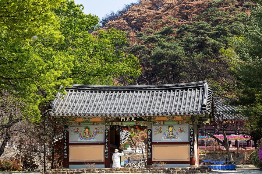 의성 '고운사' 천왕문 너머 검게 탄 산과 신록의 대비가 확연하다./ 양수열 영상미디어 기자