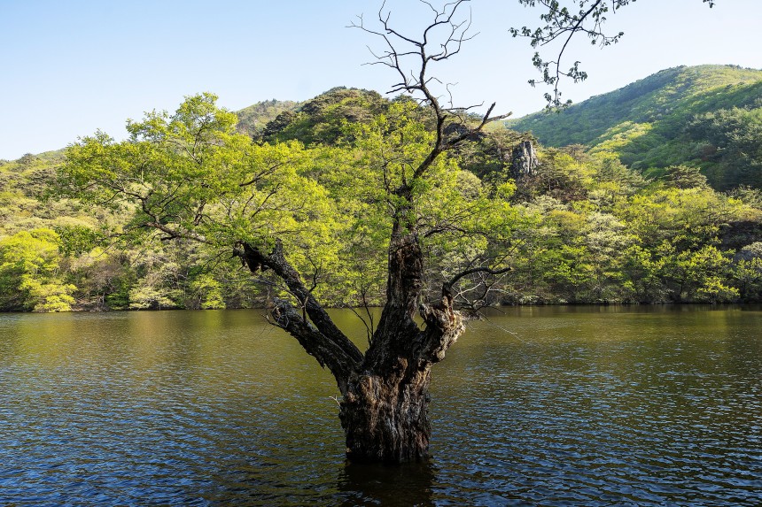 청송 주왕산국립공원의 대표 명소인 '주산지'도 고요한 분위기다./ 양수열 영상미디어 기자