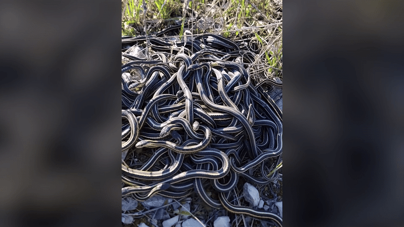 가터뱀이 짝짓기를 위해 공처럼 뭉치고 있다./인스타그램 @snakeaholic