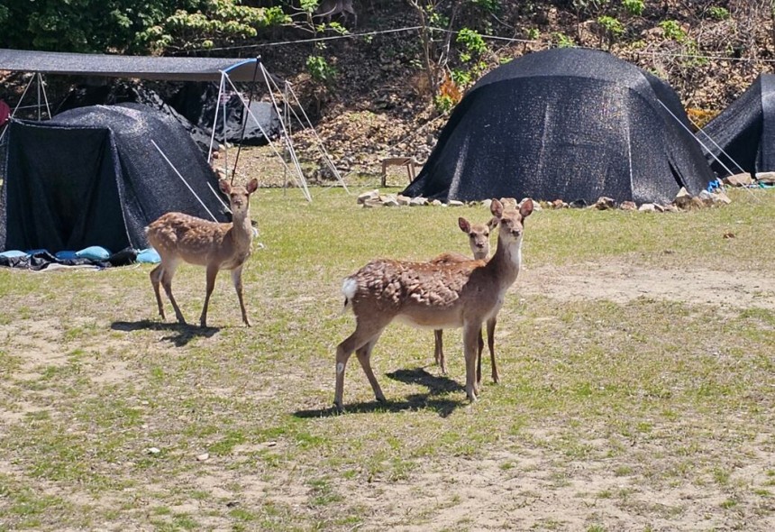 경남 창원시 진해구 소쿠리섬에서 꽃사슴들이 관광객들이 친 검은 텐트 주변을 오가는 모습.꽃사슴은 소쿠리섬의‘명물’로 자리 잡으며 관광객을 끌어모았지만,바다를 헤엄쳐 인근 섬까지 간 탓에 주민들은 피해를 보고 있