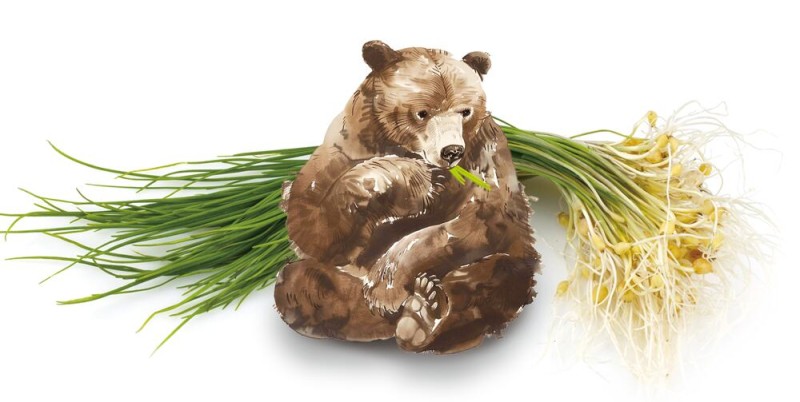 곰이 먹은 풀은 마늘이 아니라 달래올시다