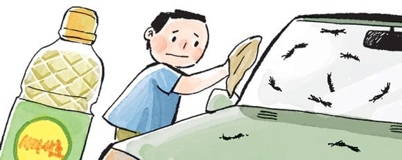 [리빙포인트] 차 앞 유리 러브버그 자국은 식초로