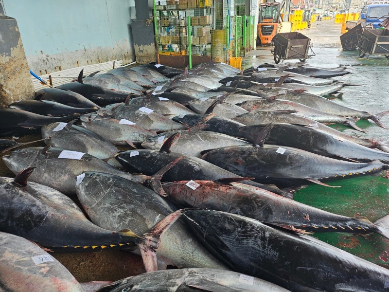 魚! 동해서 <b>참치</b>가 잡히네… 폭염이 불러온 ‘바다의 로또’