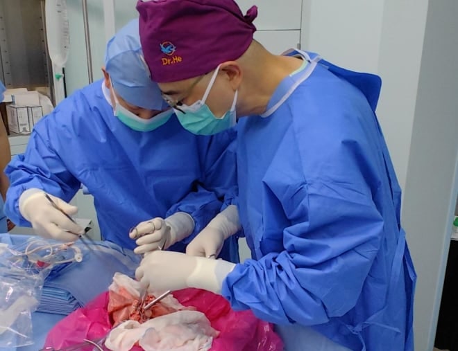 돼지 폐, 사람에게 이식… “9일 동안 기능 유지”