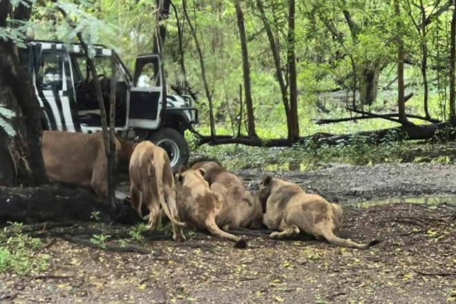 태국 방콕의 한 동물원에서 사자 떼가 사육사를 공격하는 모습./뉴욕포스트
