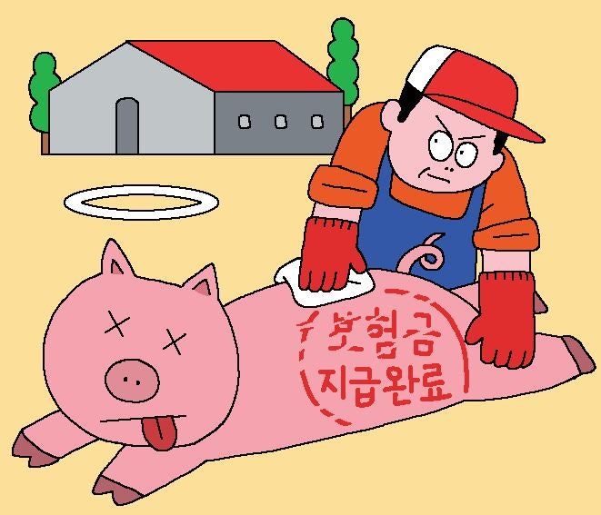 [사건 인사이드] 옆 농가 돼지 사체 빌려다가 3억대 보험금 청구한 농장주
