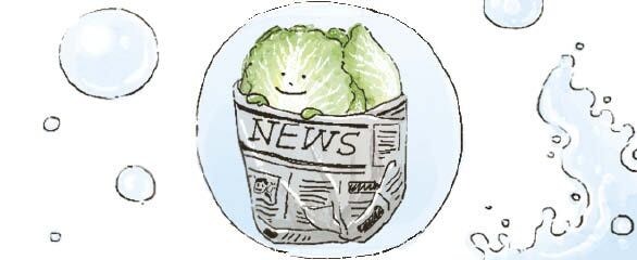 [리빙포인트] 배추는 통째로 세워 보관하세요