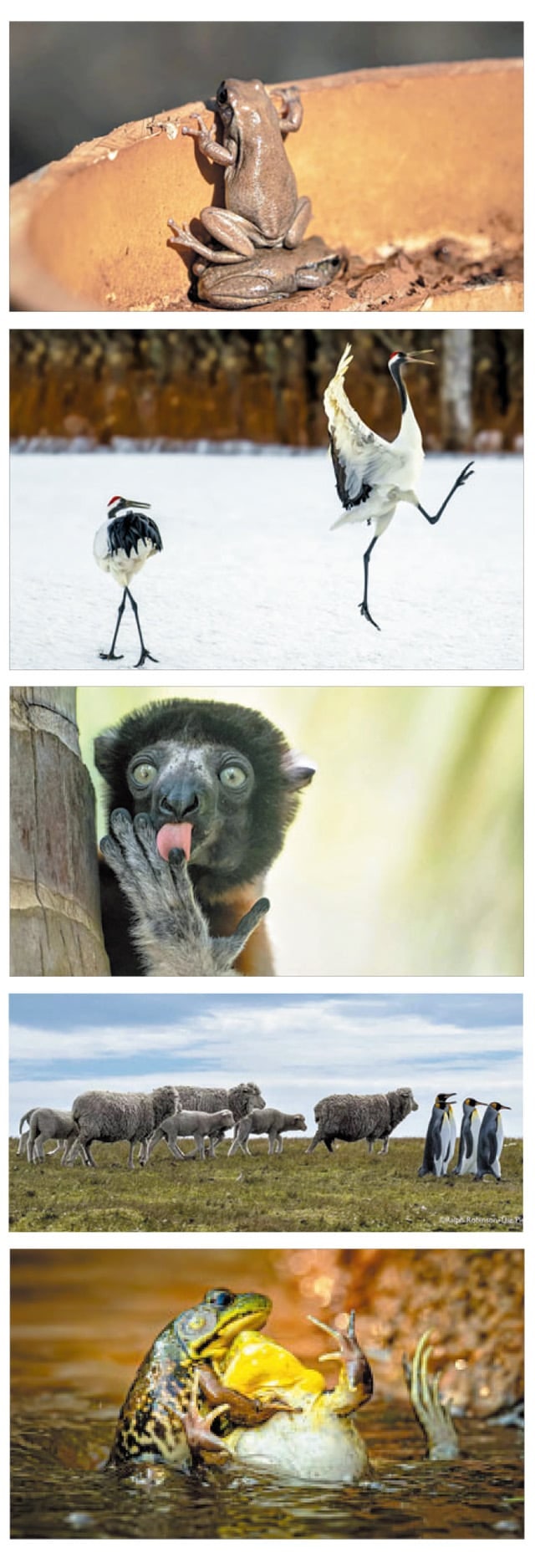 펭귄과 양떼 행진, 개구리들 난투극?… 유쾌한 동물 몸짓